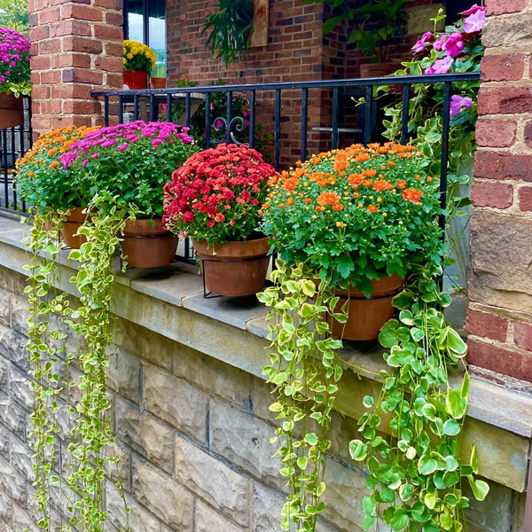 🌿 Turn Your Balcony Into an Oasis—Save 50% Today! ⏳  🔥 Flash Sale: Grab the 2026 Best-Seller at Half Price! 💸