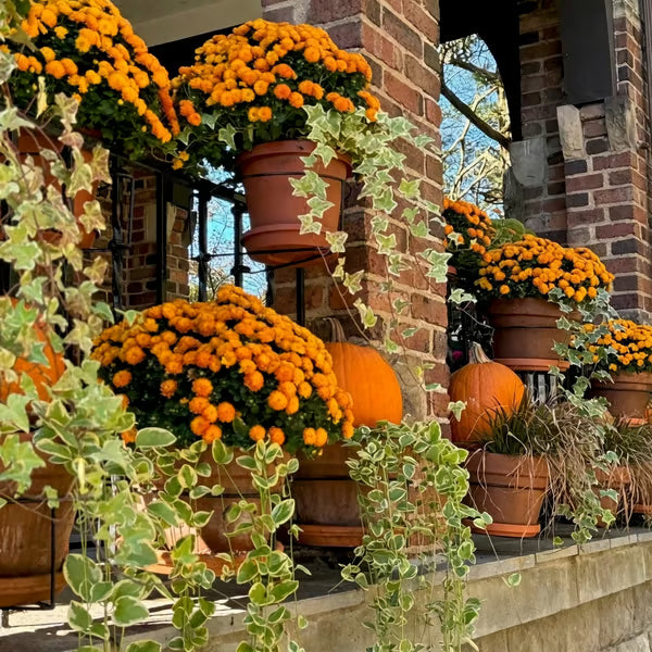 🌿 Turn Your Balcony Into an Oasis—Save 50% Today! ⏳  🔥 Flash Sale: Grab the 2026 Best-Seller at Half Price! 💸